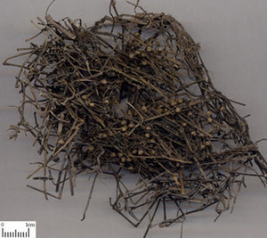 中药材 纯野生 白花蛇舌草 白花蛇草 500克10元