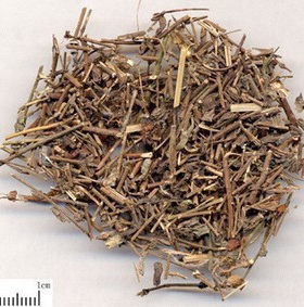 阴行草 土茵陈 铃茵陈 芝麻蒿 鬼麻油 阴阳连 北刘寄奴 中药材