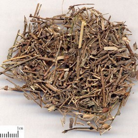 阴行草 土茵陈 铃茵陈 芝麻蒿 鬼麻油 阴阳连 北刘寄奴 中药材