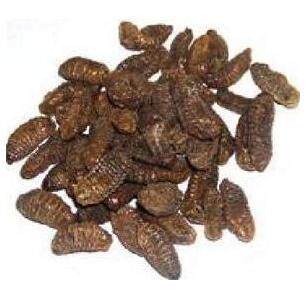 货中药材中草药蛴螬500克