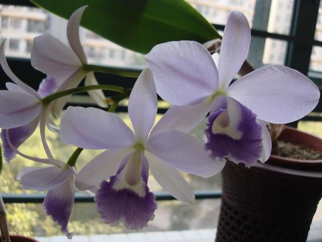 番茄雅韵堂Ctt. Blue Angel 'Glove'蓝手套卡特兰兰花洋兰