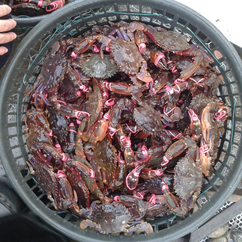赤甲红蟹鲜活野生花盖新鲜青蟹