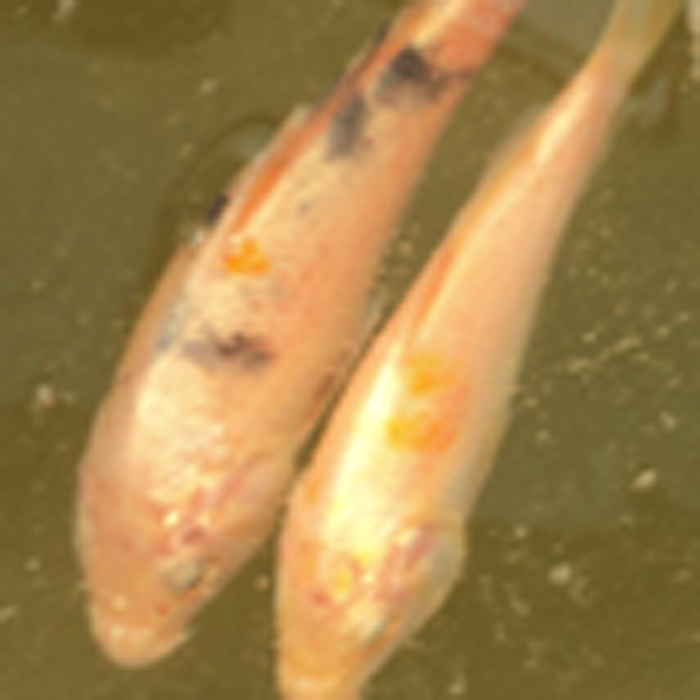 锦鲤 寄生虫 锚头蚤 鱼虱 原虫类 指环虫 车轮虫等 烂鳃 蹭缸趴底