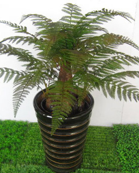 热带落地桫椤叶子直销沙漠植物