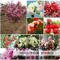 Bình thủy tinh siêu mỏng phần [bóng nhỏ] chai cho cây thủy canh - Vase / Bồn hoa & Kệ chậu nhựa trắng