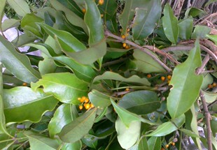 杉寄青杉木寄生杉木寄青干品500克各种寄生 纯正名贵中药材杉寄生