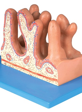 空肠内面放大模型/肠道解剖模型/人体肠道解剖模型GD/A12005