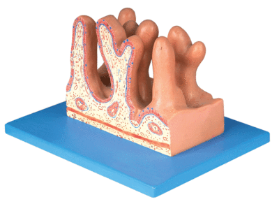 空肠内面放大模型/肠道解剖模型/人体肠道解剖模型GD/A12005