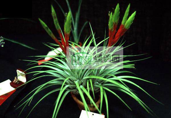 展示 空气凤梨 Tillandsia fasciculata 费西古拉塔