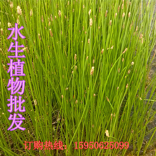 灯芯草 盆栽龙须草绿水培植物 水生池塘净化水质河道绿化灯心草