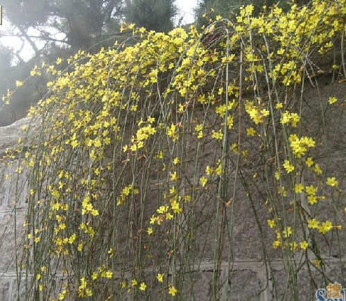 给早春带来一派盎然的春意的庭院花卉*迎春花* 阳台盆栽植物