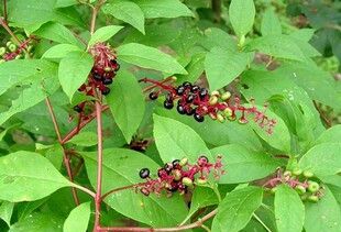 有毒外用野生商陆种子、萝卜参 可种植种子商路包邮