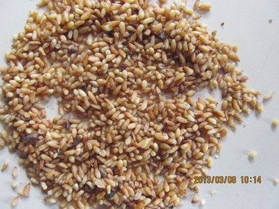 中药材中草药柏子仁500克