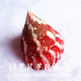 天然海螺红塔螺海星贝壳海螺/鱼缸水族造景地台装饰4~5cm