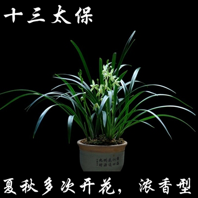 绿植浓香型盆栽兰花苗