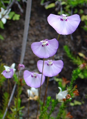 食虫植物-单花狸藻 Utricularia uniflora 捕蝇草茅膏菜捕虫堇