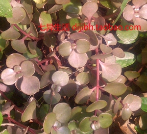 圆叶景天 盆栽观赏植物 景观药用庭院绿植