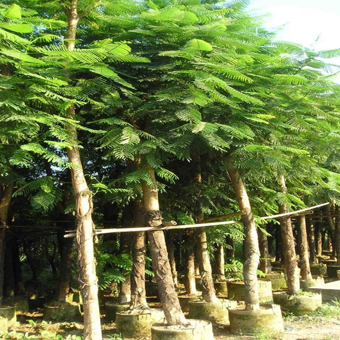 马来西亚四季菠萝蜜苗海南树菠萝嫁接菠萝蜜树