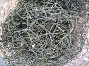 纯正中药材枫寄生 螃蟹夹 桐树寄生 蟹爪寄生、虾脚寄生干品