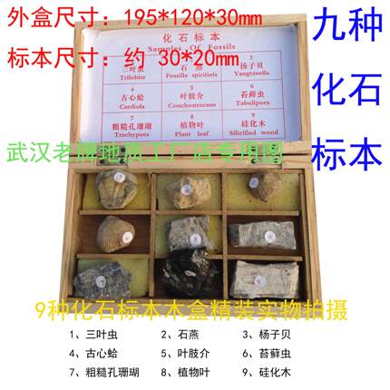 9种化石标本中小学教学教仪标本收藏