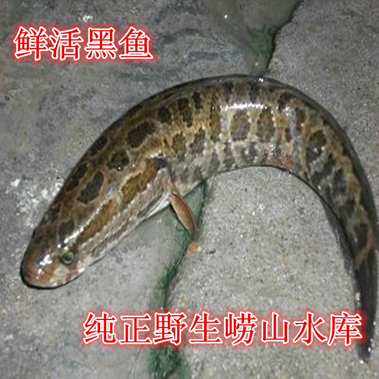 青岛野生生鱼乌鱼