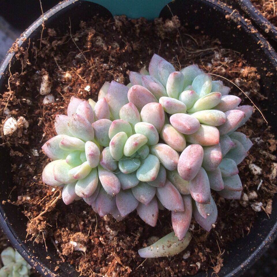 多肉植物 韩国进口多肉「花乃井」贵货正版叶片 叶插 【两片】