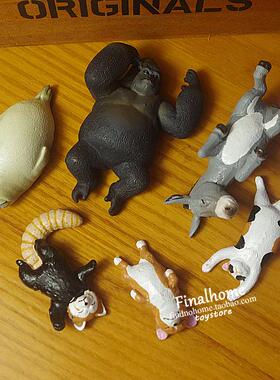 日单休眠动物园 睡觉的柯基 河马 浣熊 猩猩躺姿动物手办公仔玩具