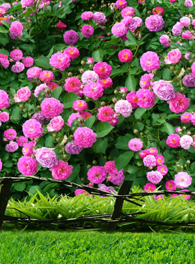 mycolor8 PS 婚纱 影楼摄影背景 儿童背景  素材图片14-416