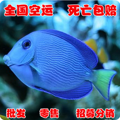 拍下选货 顺丰报损 紫蓝吊-海水鱼/观赏鱼/活体/ 珊瑚水族