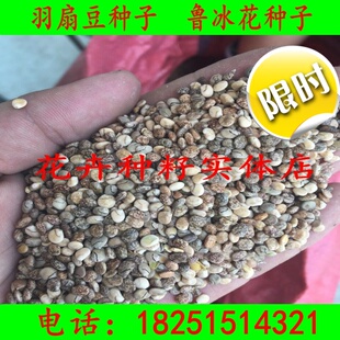 多年生鲁冰花种子羽扇豆花种子观赏阳台盆栽室外耐寒景观花卉种子