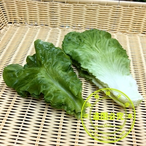 仿真生菜片模型道具 假大白菜叶片 软叶子摆件水果蔬菜装饰品玩具