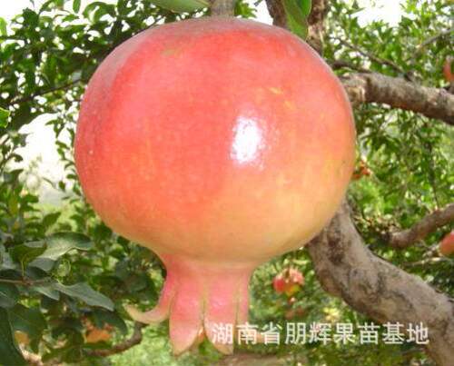 植物基地突尼斯软籽石榴苗新品种