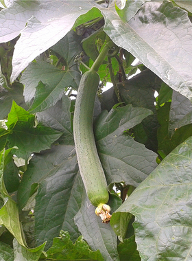 北京平谷新鲜绿色蔬菜同城配送丝瓜农家蔬菜孕妇下奶时令蔬菜现摘