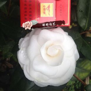 杰作  福建品种茶花盆栽巨型完全重瓣白茶花阳台庭院窗台高档绿植