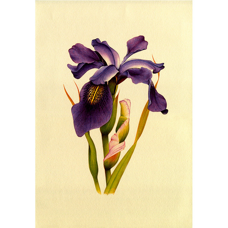 苏绣diy套件初学紫色蝴蝶花鸢尾花草手工新手自学刺绣图案送教程