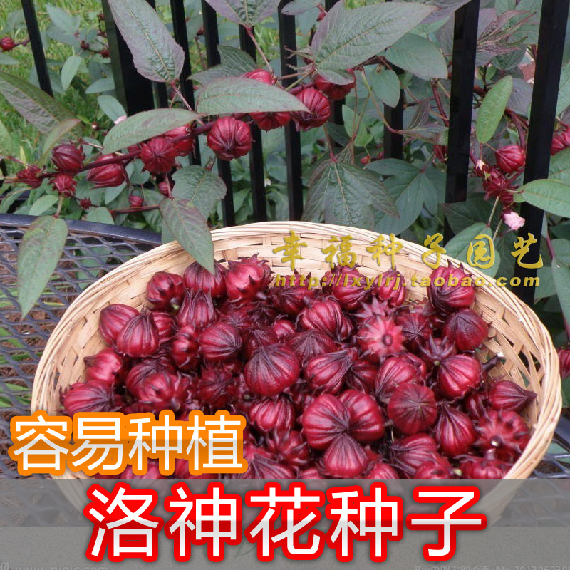 【洛神花種子】紅桃K種子 玫瑰茄 花草茶種子 春播種子 容易種植