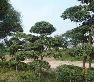 实物小叶女贞盆景树桩造型花卉绿