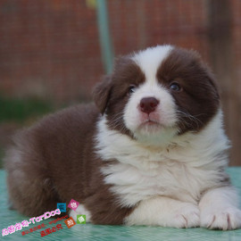 家养健康咖啡色边境牧羊犬，幼犬活体宠物狗，赛级边牧聪明漂亮g