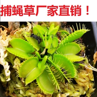 食虫植物捕蝇草茅膏菜猪笼草瓶子草厂家直销 包邮 食虫草 种好发货