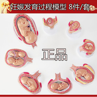 计生展示模型 胎儿模型 胚胎计划生育模型 妊娠发育过程模型 子宫