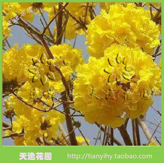 冲冠包邮巴西风铃木国花绿化树苗