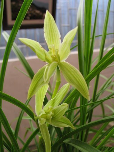 包邮兰花苗 莲瓣兰 奇花素 阳台盆栽绿植植物花卉盆景