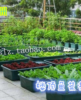 楼顶绿化酒店生态园有机蔬菜立体种植方案鱼菜共生系统设计咨询