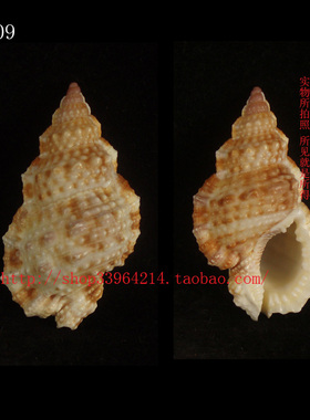 海螺（一图一物）4.4CM 蛙螺 标本 收藏 8409
