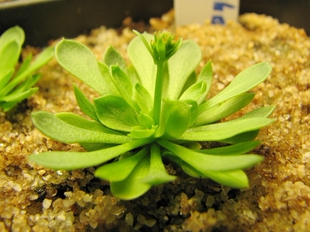 食虫植物-丹波花柱草(Stylidium debile)“暴打”昆虫的有趣植物