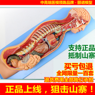 颐诺正品人体医用交感神经系统模型自主神经系统植物性神经解剖
