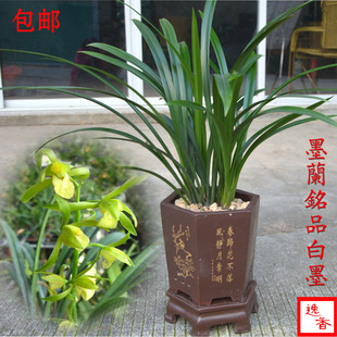 兰花苗墨兰名品白墨兰花冬季带花苞墨兰报岁兰室内植物盆栽花卉