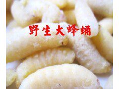 一级野生大蜂蛹 新鲜蜂蛹虫 马蜂蛹 非活体 冻鲜 可油炸1斤起