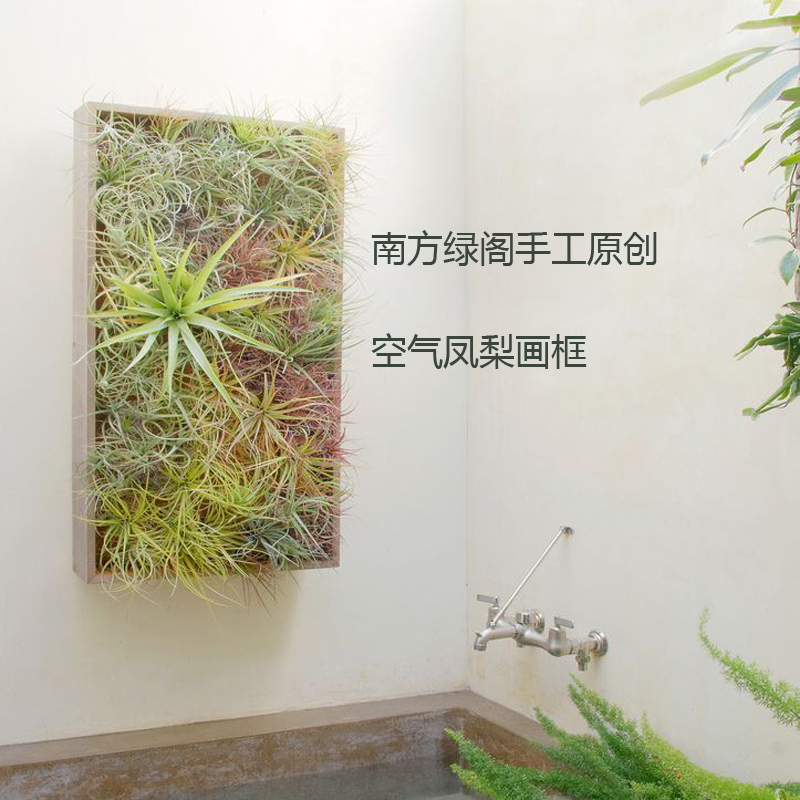 空气凤梨相框壁挂鹿角蕨画框挂墙花盆植物墙装饰画园艺创意礼品