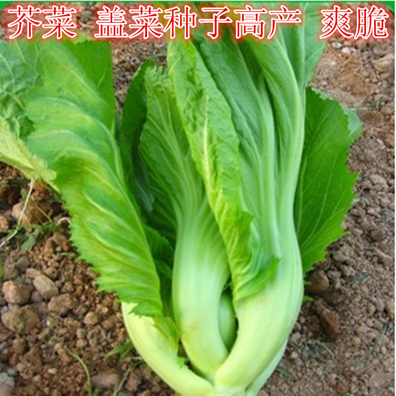 大坪埔大肉包心芥菜种子盖菜香芥菜种子香菜饺子菜香叶饺盆栽蔬菜